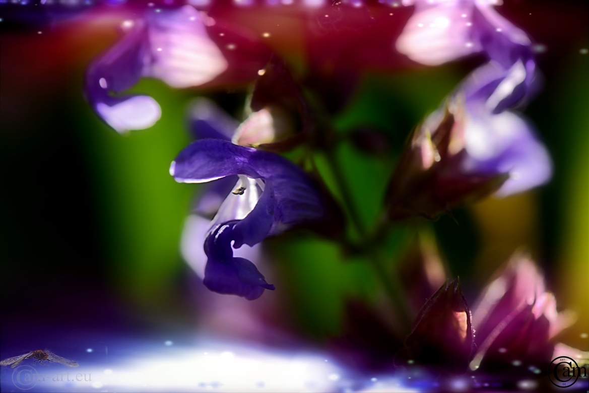 _CAM2672 (2)-3